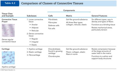 Comparison of classes of connective tissues (part 1)