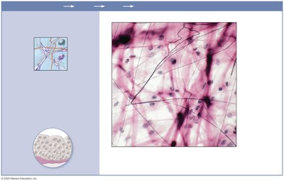 Areolar connective tissue under epithelium