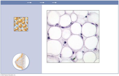Adipose tissue under skin