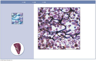 Reticular connective tissue in spleen