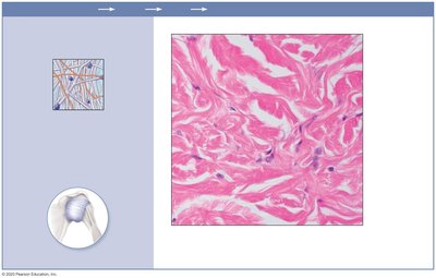 Dense irregular connective tissue in dermis