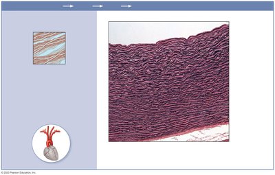 Elastic connective tissue in aorta
