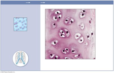 Hyaline cartilage in costal cartilage