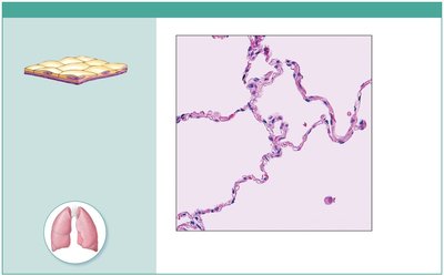Simple squamous epithelium in lung tissue