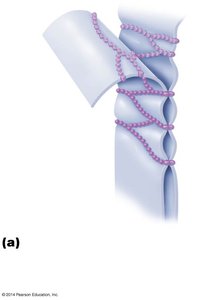 Tight junctions between epithelial cells