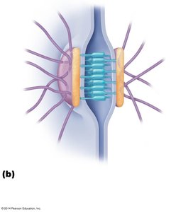 Desmosomes between epithelial cells