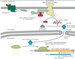 Second messenger pathway (cAMP)