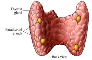 Parathyroid glands on thyroid