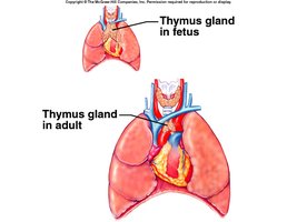 Thymus gland in fetus and adult