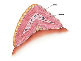 Adrenal gland cross-section