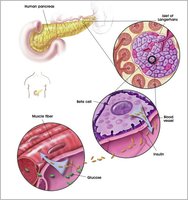 Pancreas and islets of Langerhans