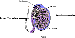 Testis structure