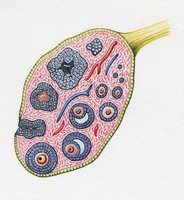 Ovary structure