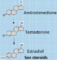 Steroid hormone structure and conversion
