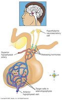 Hypothalamus and pituitary connection