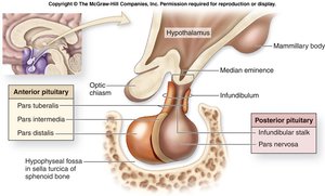 Pituitary gland anatomy