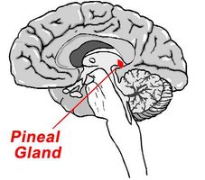 Pineal gland location in brain