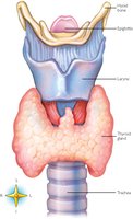 Thyroid gland anatomy