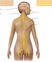 Diagram of the central and peripheral nervous systems