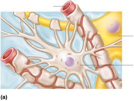 Astrocyte structure and relationship to neurons and capillaries