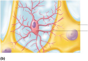 Microglial cell structure