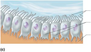 Ependymal cells lining CNS cavities