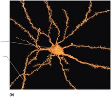 Dendritic spines on a neuron