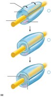 Myelination of a nerve fiber by Schwann cells
