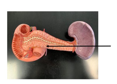 Pancreas model showing islets of Langerhans