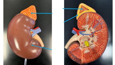 Adrenal gland and kidney model showing cortex and medulla