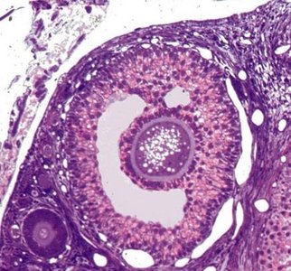 Histology of ovarian follicle