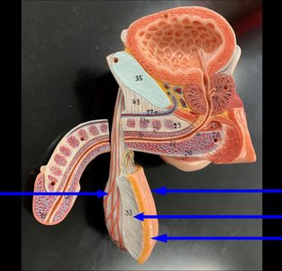 Male reproductive system model showing scrotum, testes, and spermatic cord