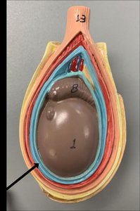 Cross-section of testis showing tunica layers