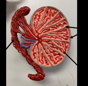 Male reproductive tract model showing vas deferens and accessory glands
