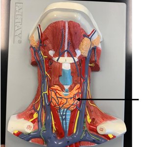 Anterior neck model showing thyroid gland location