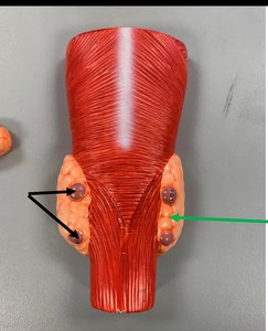 Model showing parathyroid glands on posterior thyroid