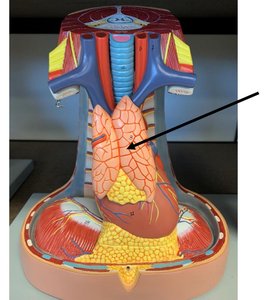 Model showing thyroid gland in situ