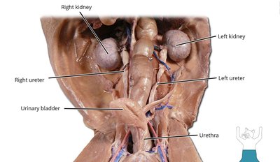 Dissection image of the urinary system showing kidneys, ureters, bladder, and urethra