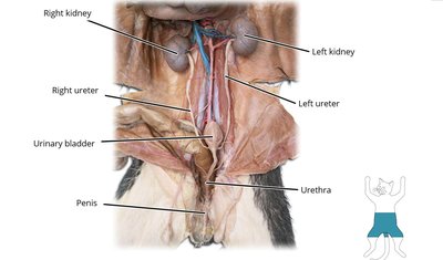 Cat male reproductive system dissection showing testes, spermatic cord, and scrotum