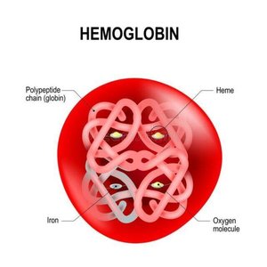 Hemoglobin structure