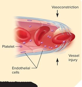 Platelet plug formation