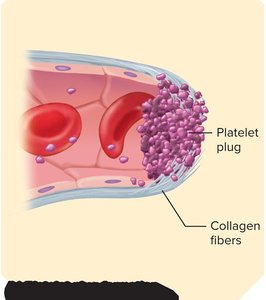 Blood clot formation