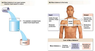 Anatomy & Physiology Study Guide: Key Concepts for Success | Notes