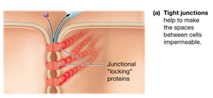 Tight junctions between cells
