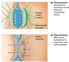 Desmosomes and gap junctions between cells