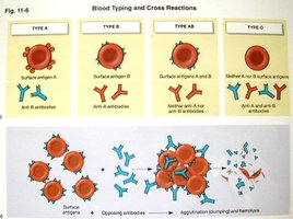 Blood typing and cross reactions: ABO system