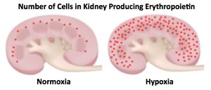 Effect of erythropoietin on RBC numbers