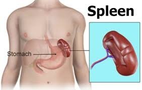 Spleen location and function in RBC destruction