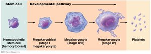 Developmental pathway of platelets from megakaryocytes