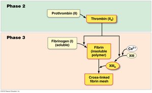 Conversion of prothrombin to thrombin and fibrin formation